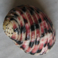 Nerita versicolor 1)  Gmelin, 1791